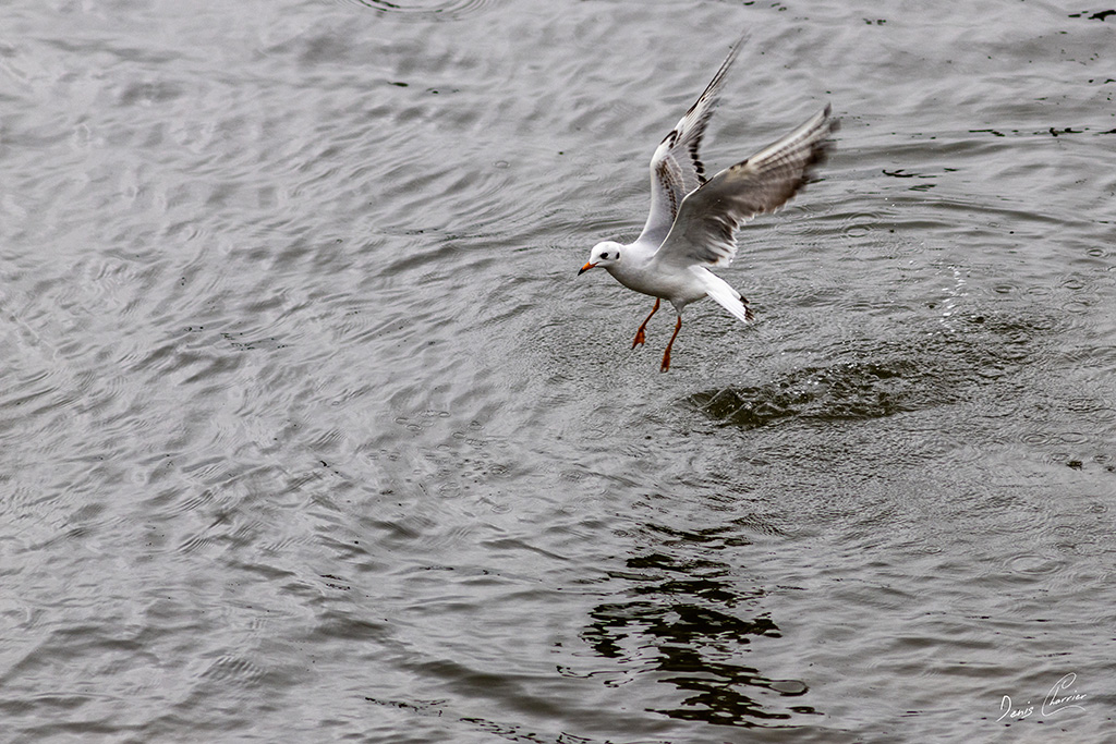 Mouette rieuse sortant de l'eau